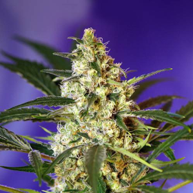 Fast Bud #2 - SWEET SEEDS | TanieSianie.pl