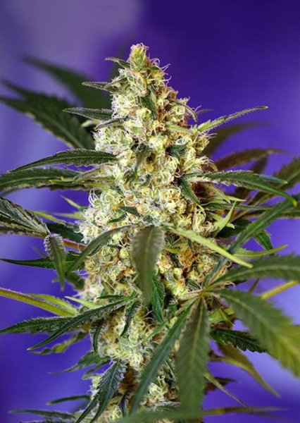 Fast Bud #2 - SWEET SEEDS | TanieSianie.pl
