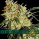 Cheese - Vision Seeds | TanieSianie.pl