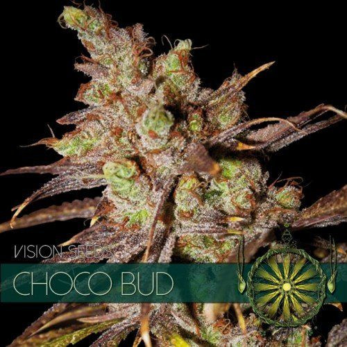 Choco Bud - Vision Seeds | TanieSianie.pl