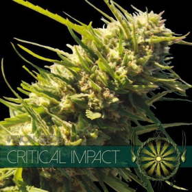 Critical Impact - Vision Seeds | TanieSianie.pl