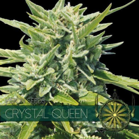 Crystal Queen - Vision Seeds | TanieSianie.pl