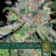 Doctor Jamaica - Vision Seeds | TanieSianie.pl