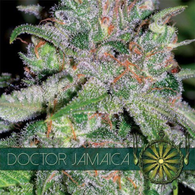 Doctor Jamaica - Vision Seeds | TanieSianie.pl