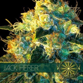 Jack Herer - Vision Seeds | TanieSianie.pl