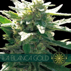 La Blanca Gold - Vision Seeds | TanieSianie.pl