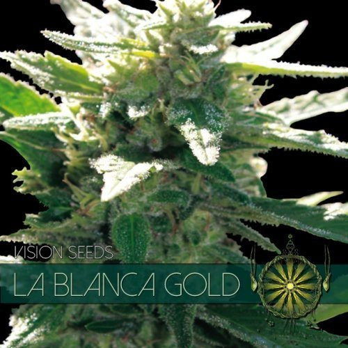 La Blanca Gold - Vision Seeds | TanieSianie.pl