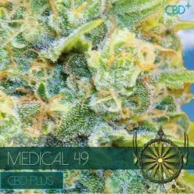 Medical 49 CBD+ - Vision Seeds | TanieSianie.pl