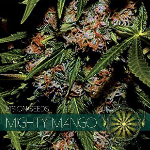 Mighty Mango Bud - Vision Seeds | TanieSianie.pl