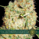 Northern Lights - Vision Seeds | TanieSianie.pl