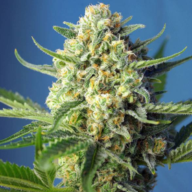S.A.D. Auto - SWEET SEEDS | TanieSianie.pl