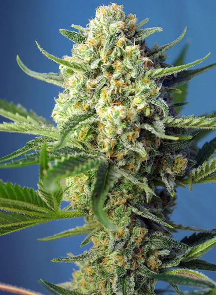 S.A.D. Auto - SWEET SEEDS | TanieSianie.pl