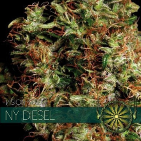 NY Diesel - Vision Seeds | TanieSianie.pl