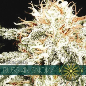 Russian Snow - Vision Seeds | TanieSianie.pl