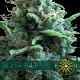 Silver Haze - Vision Seeds | TanieSianie.pl