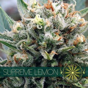 Supreme Lemon - Vision Seeds | TanieSianie.pl