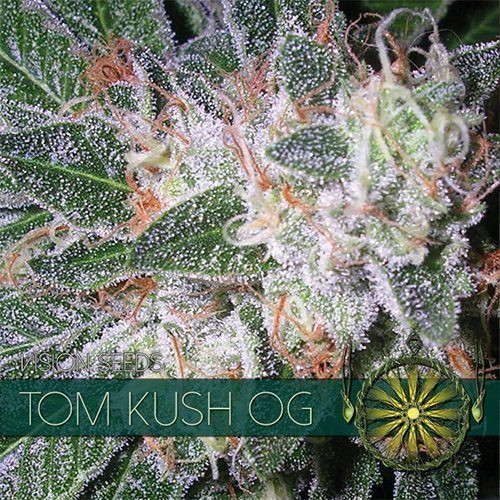 Tom Kush OG - Vision Seeds | TanieSianie.pl