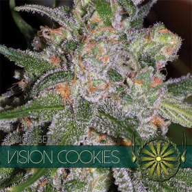Vision Cookies - Vision Seeds | TanieSianie.pl