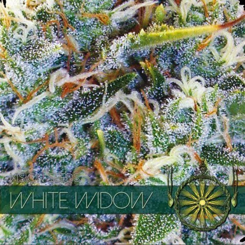 White Widow - Vision Seeds | TanieSianie.pl