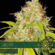 AK 49 Auto - Vision Seeds | TanieSianie.pl
