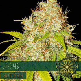 AK 49 Auto - Vision Seeds | TanieSianie.pl