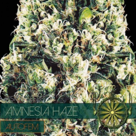 Amnesia Haze Auto - Vision Seeds | TanieSianie.pl