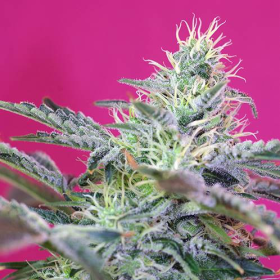 Sweet Cheese Auto - SWEET SEEDS | TanieSianie.pl