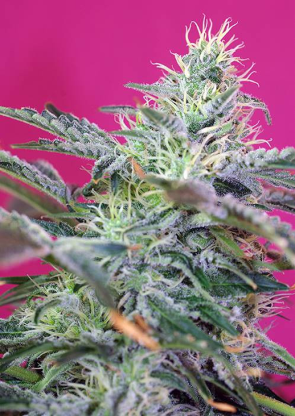 Sweet Cheese Auto - SWEET SEEDS | TanieSianie.pl