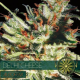 Delhi Cheese Auto - Vision Seeds | TanieSianie.pl