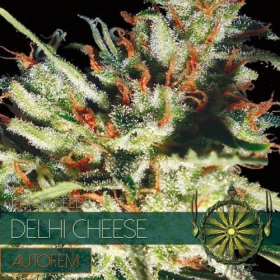 Delhi Cheese Auto - Vision Seeds | TanieSianie.pl
