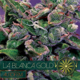 La Blanca Gold Auto - Vision Seeds | TanieSianie.pl