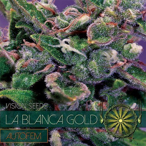 La Blanca Gold Auto - Vision Seeds | TanieSianie.pl