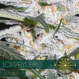 Lowryder Auto - Vision Seeds | TanieSianie.pl