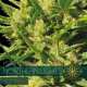 Northern Lights Auto - Vision Seeds | TanieSianie.pl