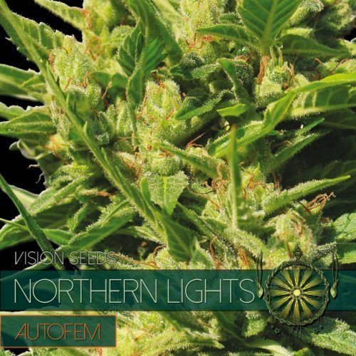 Northern Lights Auto - Vision Seeds | TanieSianie.pl