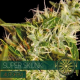 Super Skunk Auto - Vision Seeds | TanieSianie.pl