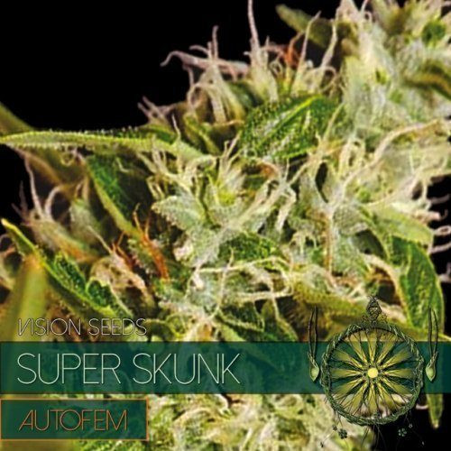Super Skunk Auto - Vision Seeds | TanieSianie.pl
