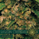 Vision Critical Auto - Vision Seeds | TanieSianie.pl