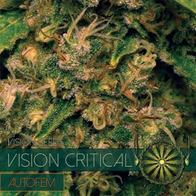 Vision Critical Auto - Vision Seeds | TanieSianie.pl