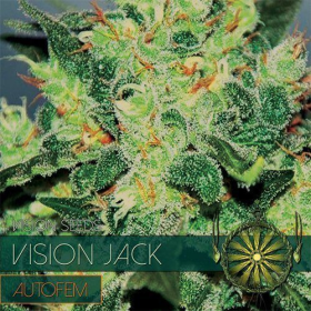Vision Jack Auto - Vision Seeds | TanieSianie.pl