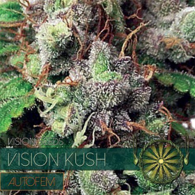 Vision Kush Auto - Vision Seeds | TanieSianie.pl