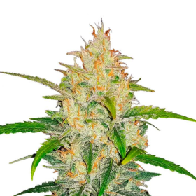 Zkittlez Auto - FASTBUDS | TanieSianie.pl