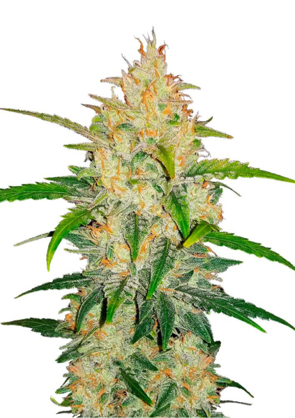 Zkittlez Auto - FASTBUDS | TanieSianie.pl