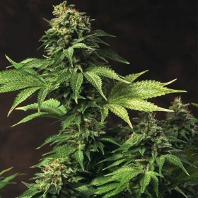 Akorn - T.H. SEEDS | TanieSianie.pl