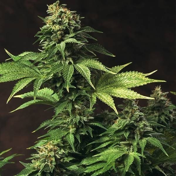 Akorn - T.H. SEEDS | TanieSianie.pl