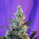 Sweet Skunk Auto - SWEET SEEDS | TanieSianie.pl