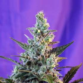Sweet Skunk Auto - SWEET SEEDS | TanieSianie.pl