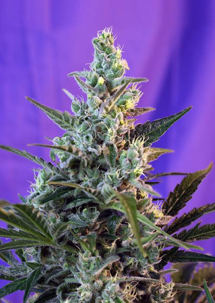 Sweet Skunk Auto - SWEET SEEDS | TanieSianie.pl