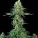 Bubblegum - T.H. SEEDS | TanieSianie.pl