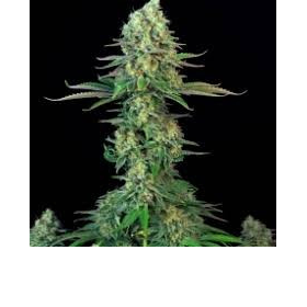 Bubblegum - T.H. SEEDS | TanieSianie.pl